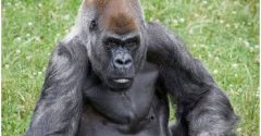 Morre o terceiro gorila mais velho do mundo