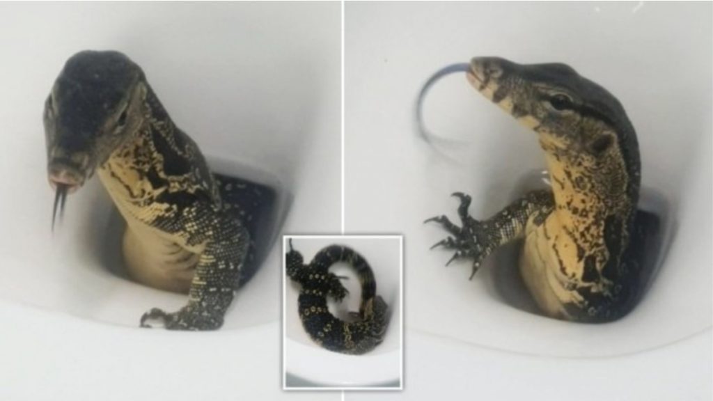 lagarto na privada