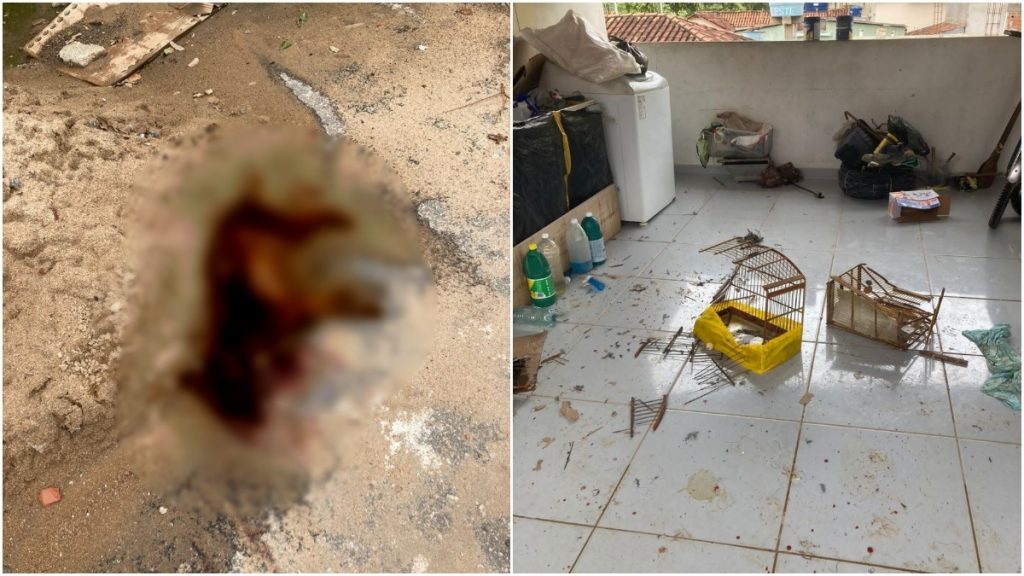 Cachorro morto marretadas