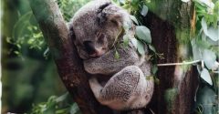 Governo australiano classifica Coala como espécie em perigo
