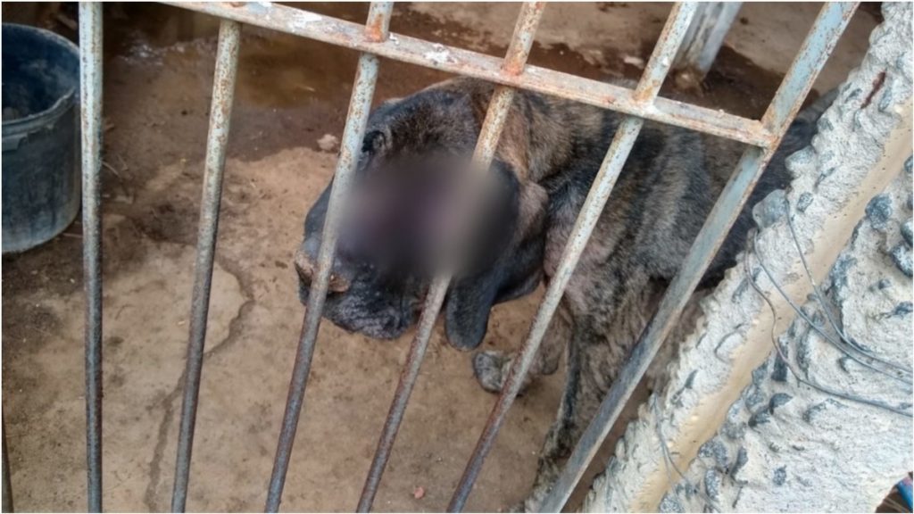 Suspeito é preso por maus tratos em Itajubá