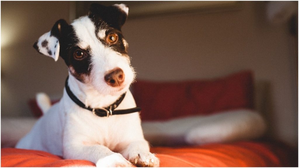 pbh multa tutores animais