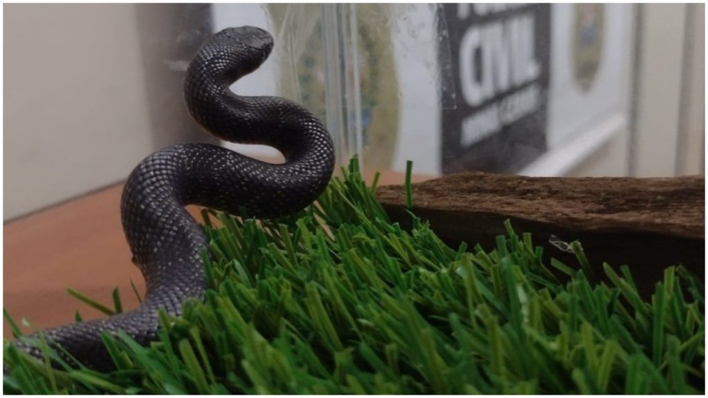 cobra exótica