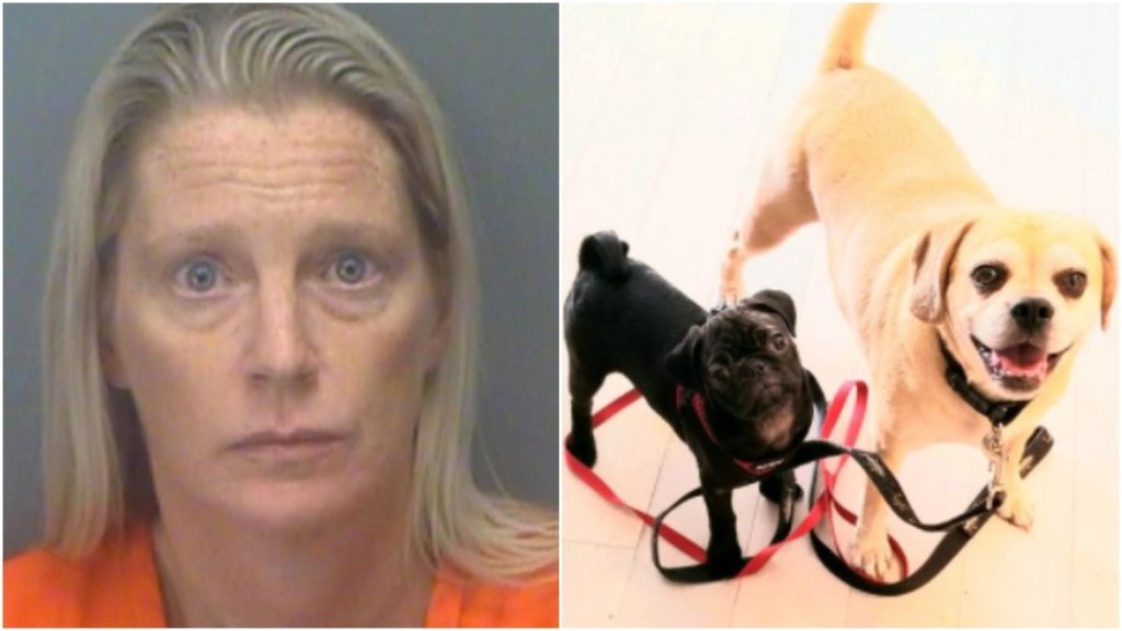 mulher joga pug do namorado pela janela