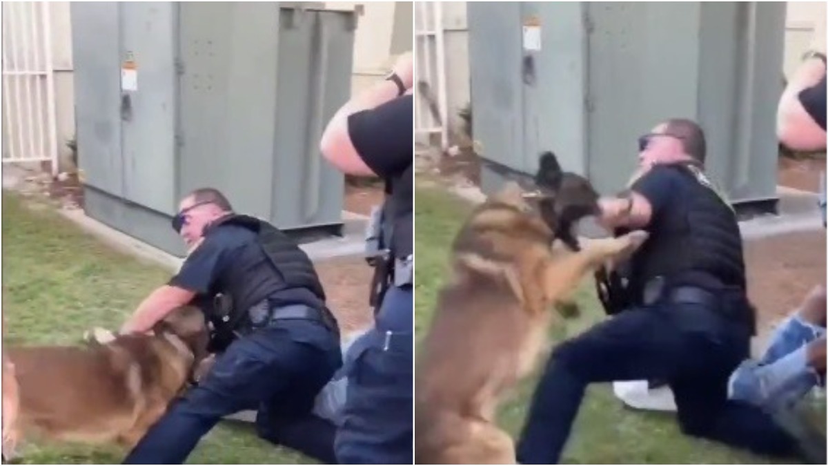 cachorro ataca policial