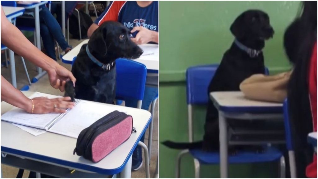 cachorrinho