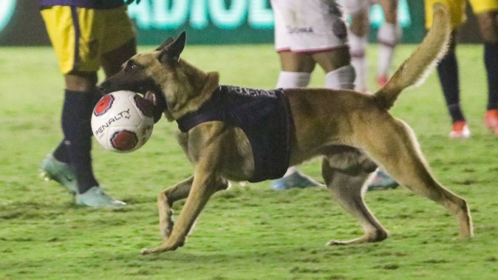 cão PM invade campo final pe
