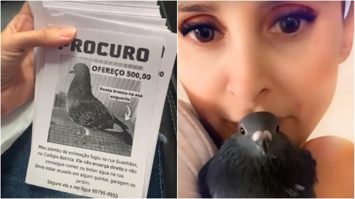 Mulher oferece R$ 500 a quem encontrar pombo desaparecido em BH