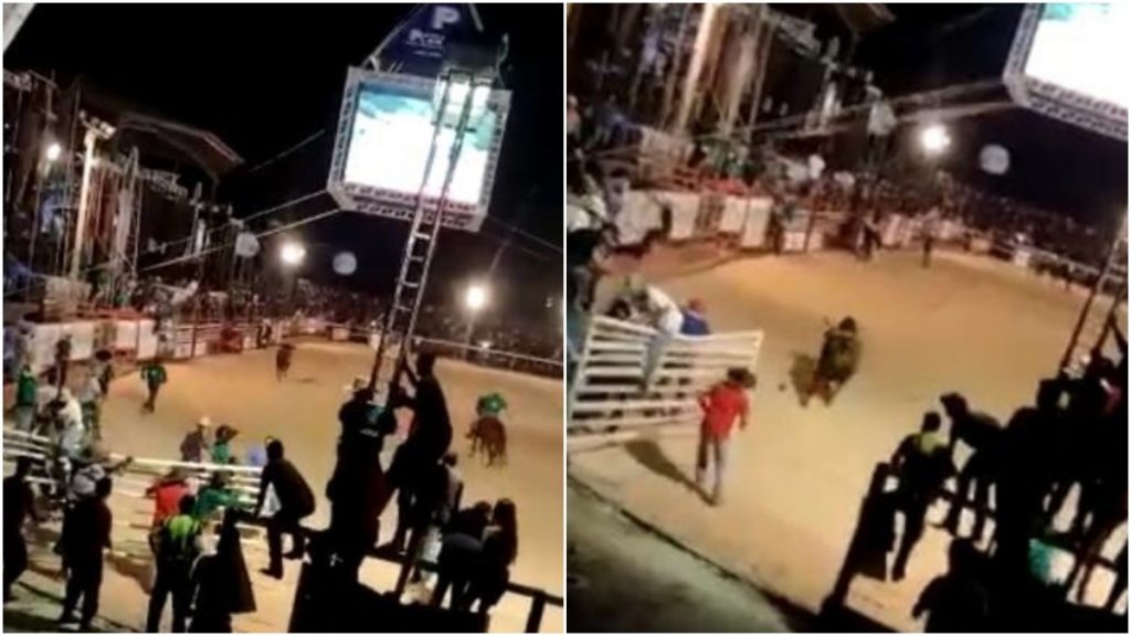 ataque de touro em rodeio