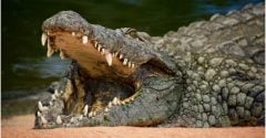 Crocodilo atacou criança enquanto a mãe lavava louça