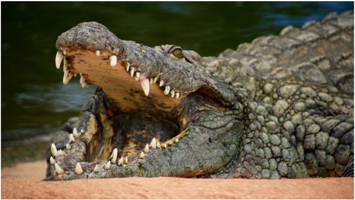 Crocodilo atacou criança enquanto a mãe lavava louça