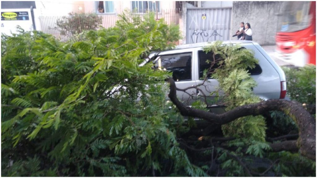 árvore cai em carro amazonas