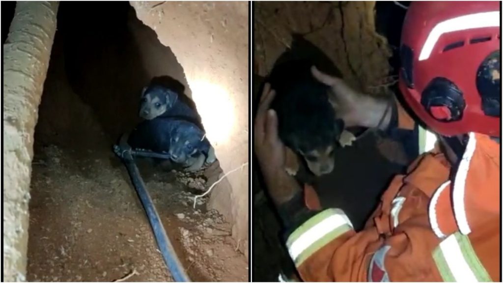 Filhotes estavam presos dentro de um buraco em um barranco