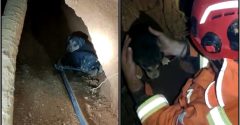 Filhotes estavam presos dentro de um buraco em um barranco