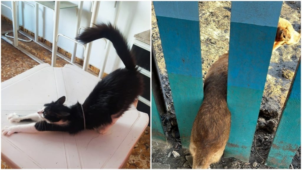 resgate animais