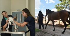 Faculdade Arnaldo oferece experiência prática para estudantes no maior hospital veterinário universitário da Grande BH