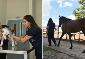 Faculdade Arnaldo oferece experiência prática para estudantes no maior hospital veterinário universitário da Grande BH