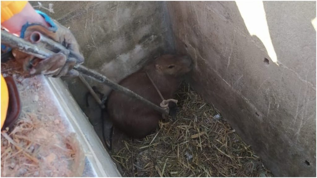 capivara sepultura