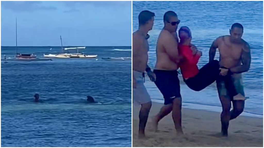 foca ataca banhista