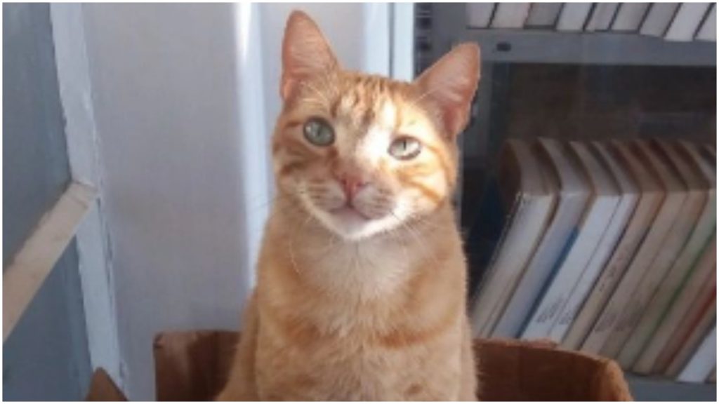 gato lelo