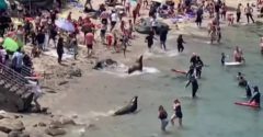 leões marinhos perseguem turistas