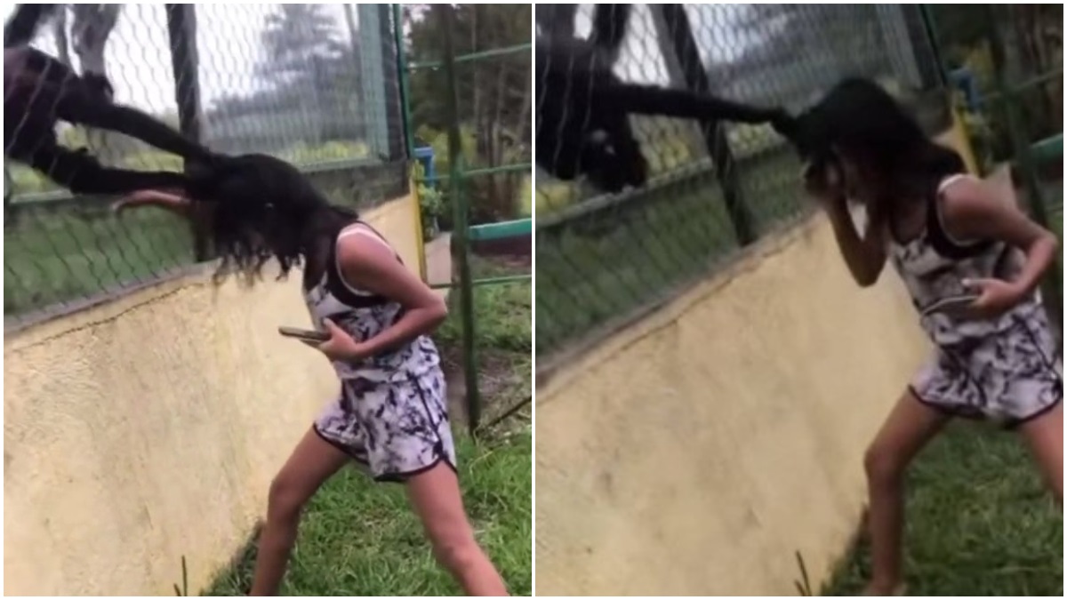 macaco agarra cabelo menina