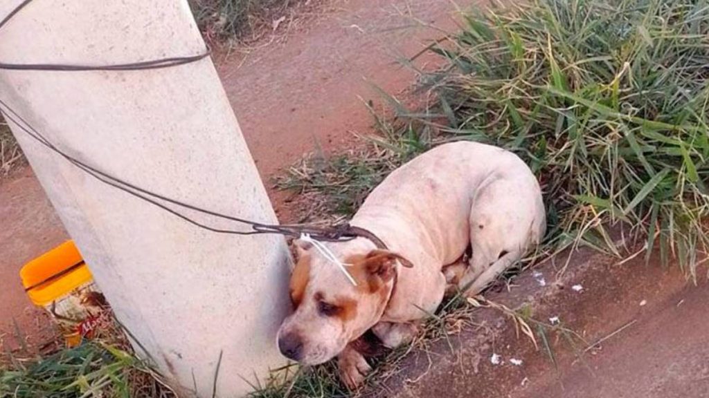 pitbull amarrado poste