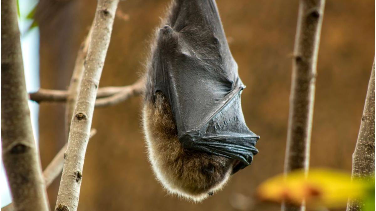 raiva morcego bh
