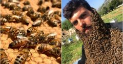 homem cobre barba abelhas
