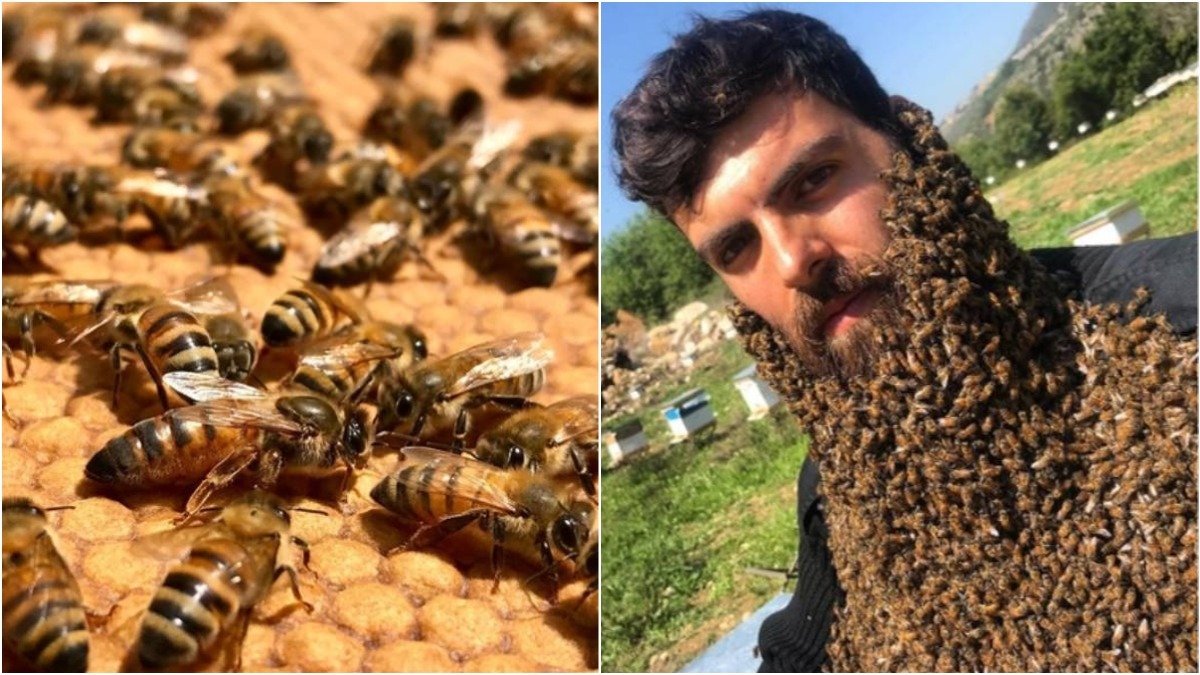homem cobre barba abelhas