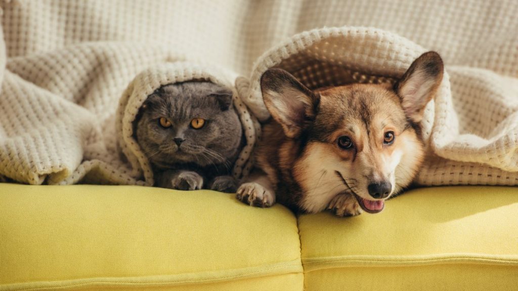 cachorro e gato