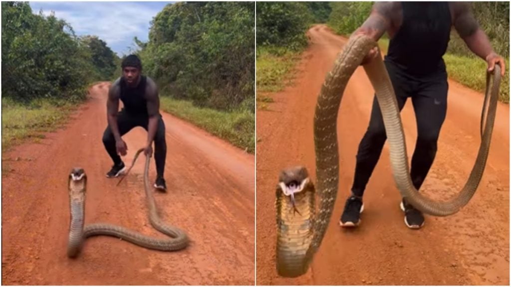 cientista interage com cobra venenosa