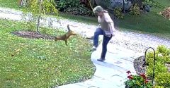 raposa ataca mulher eua