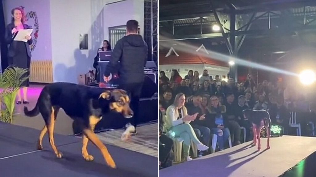 cachorro passarela