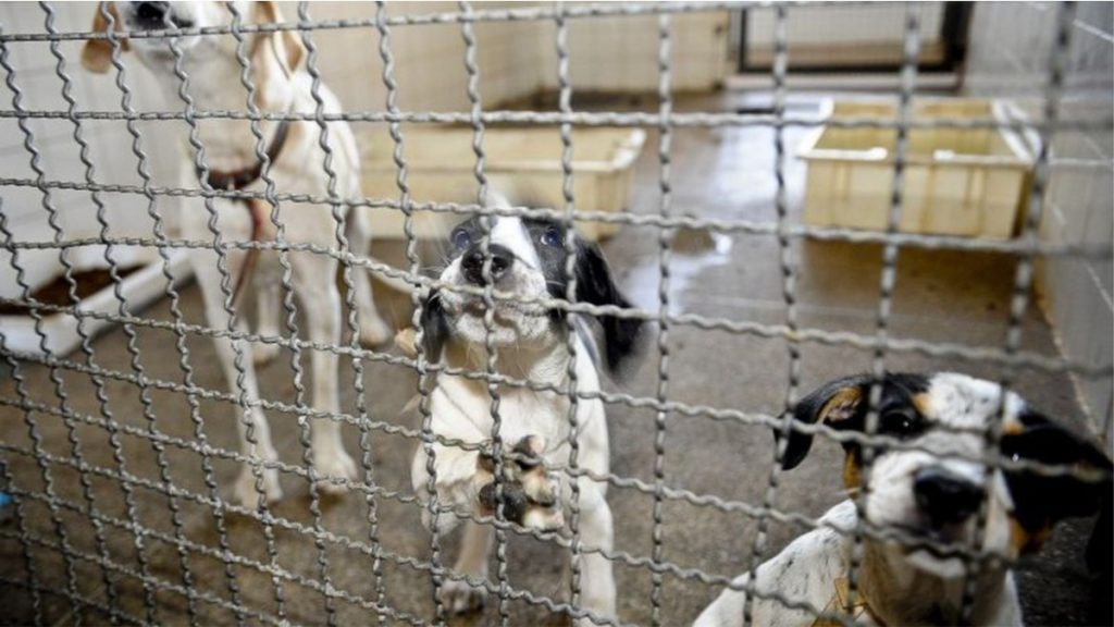 cães em gaiola