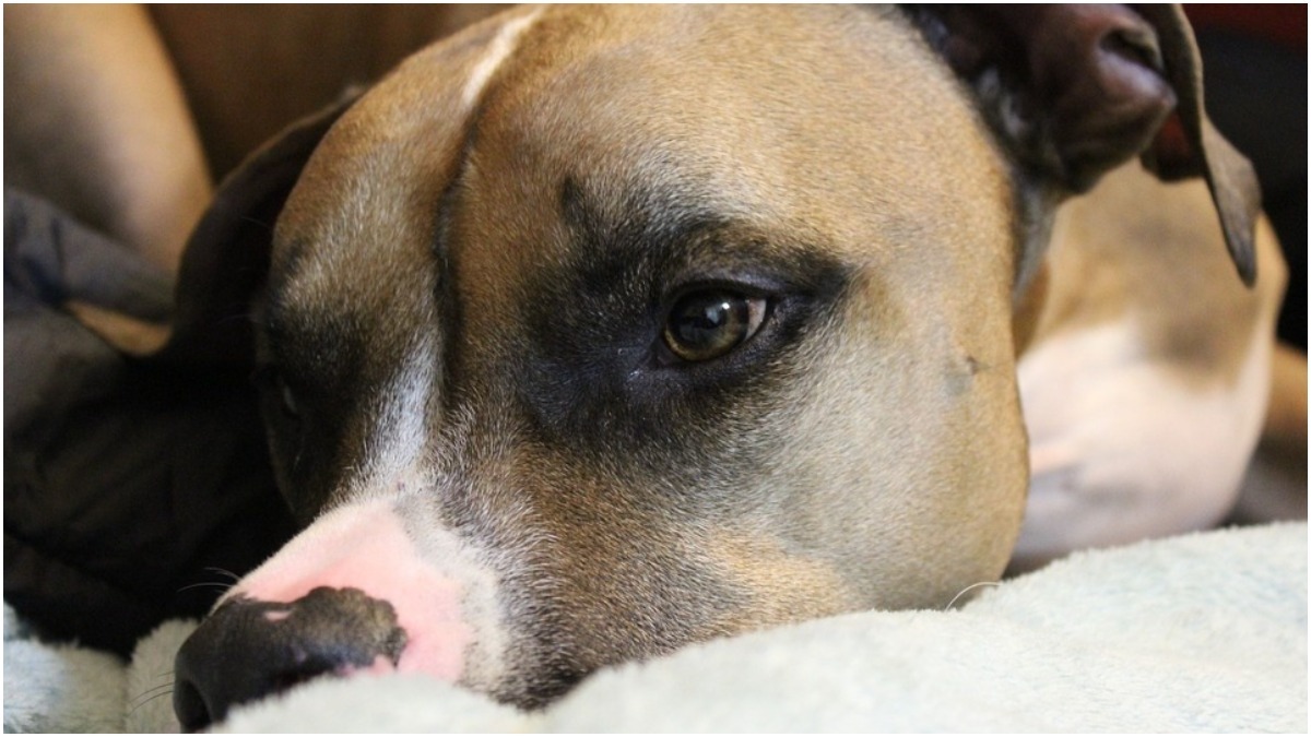 pitbull tem hemorragia após castração
