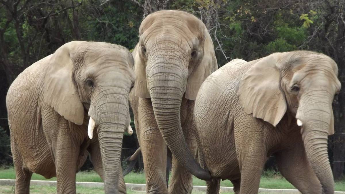 elefantes zoológico bh
