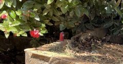 granada encontrada em cataguases
