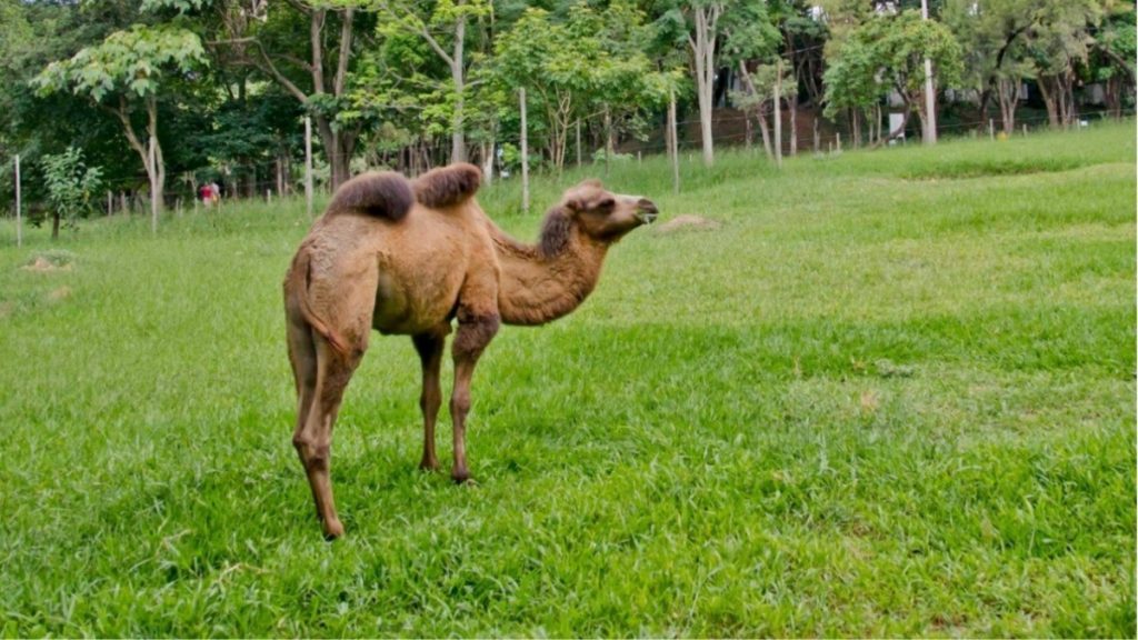 morre camelo zoologico