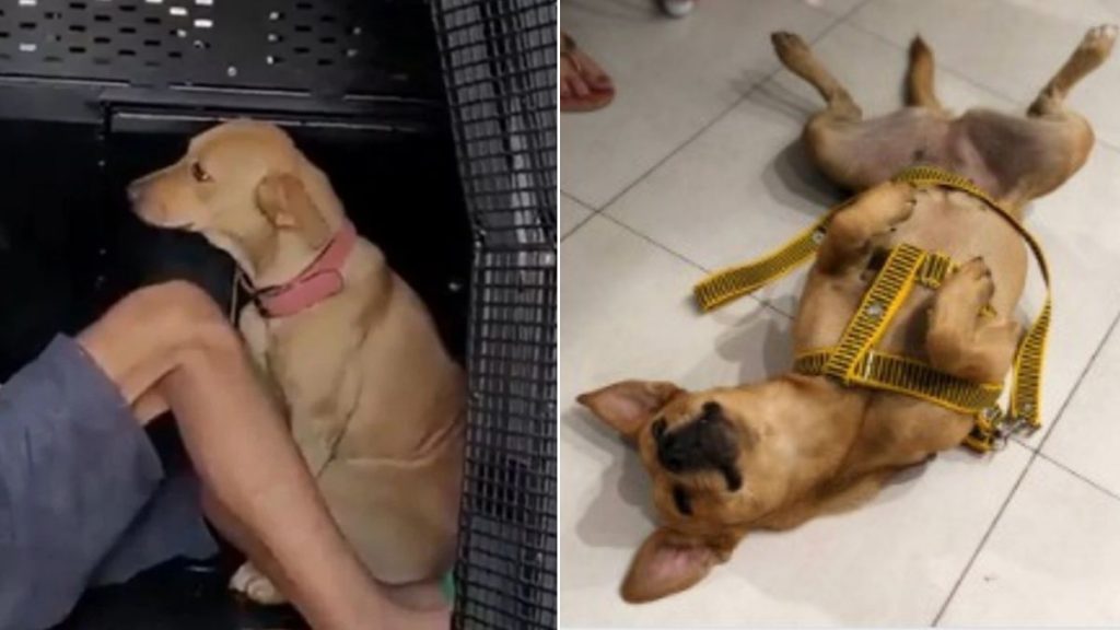 Cachorro preso
