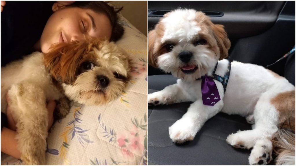 cão garotinho autista foge de casa