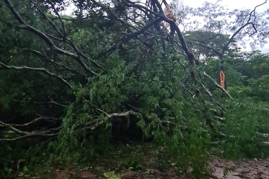 Árvore de grande porte caiu na avenida José Cândido da Silveira durante forte chuva em BH