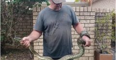 cobra morde criança austrália