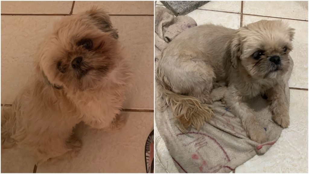 cachorrinha foge copa