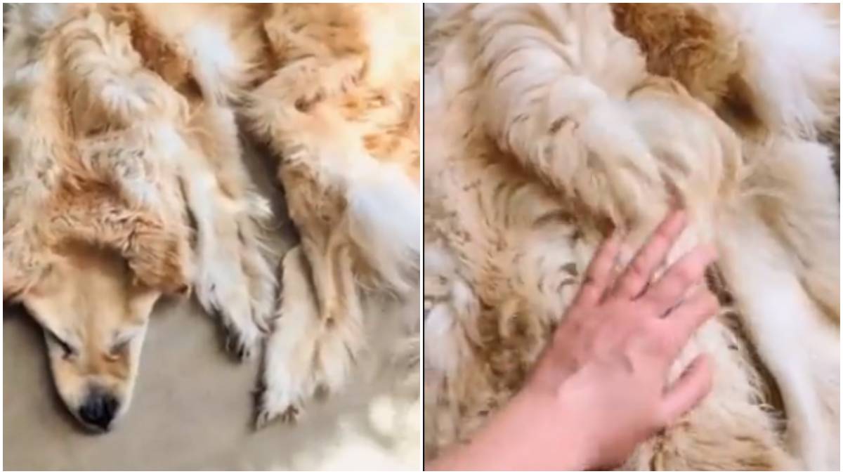 cachorro transformado em tapete