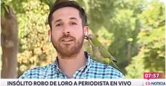 papagaio rouba jornalista (1)