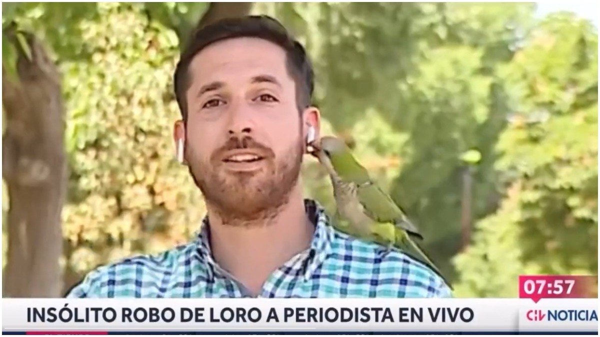 papagaio rouba jornalista (1)