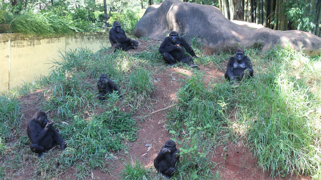 Zoológico de BH possui projeto de reprodução de gorilas
