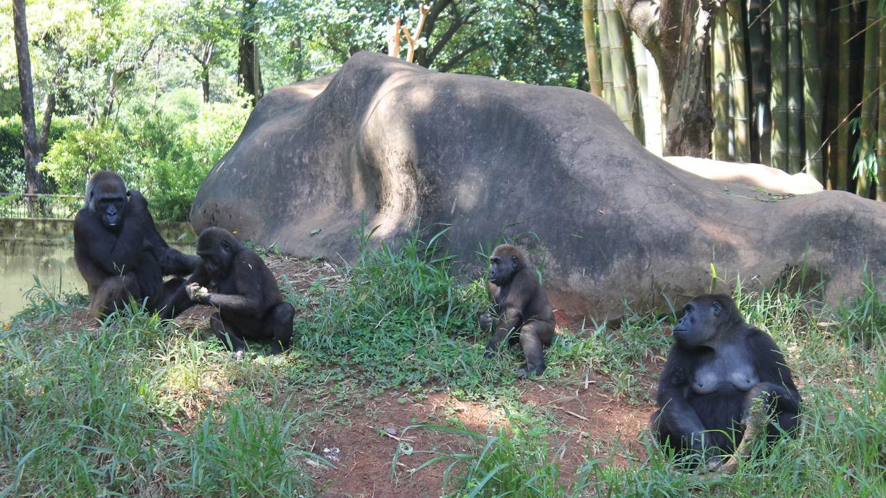 Família de gorilas do zoológico de BH 