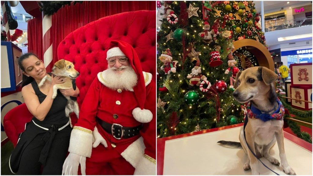 cão papai noel